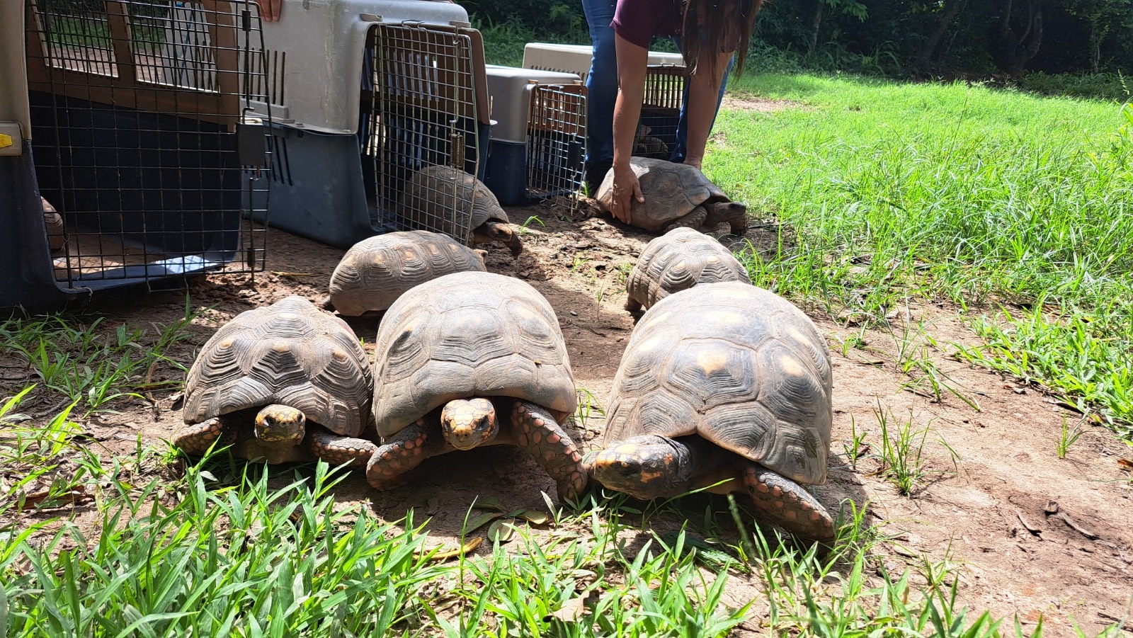 Liberan tortugas tras ser rescatadas en operativos