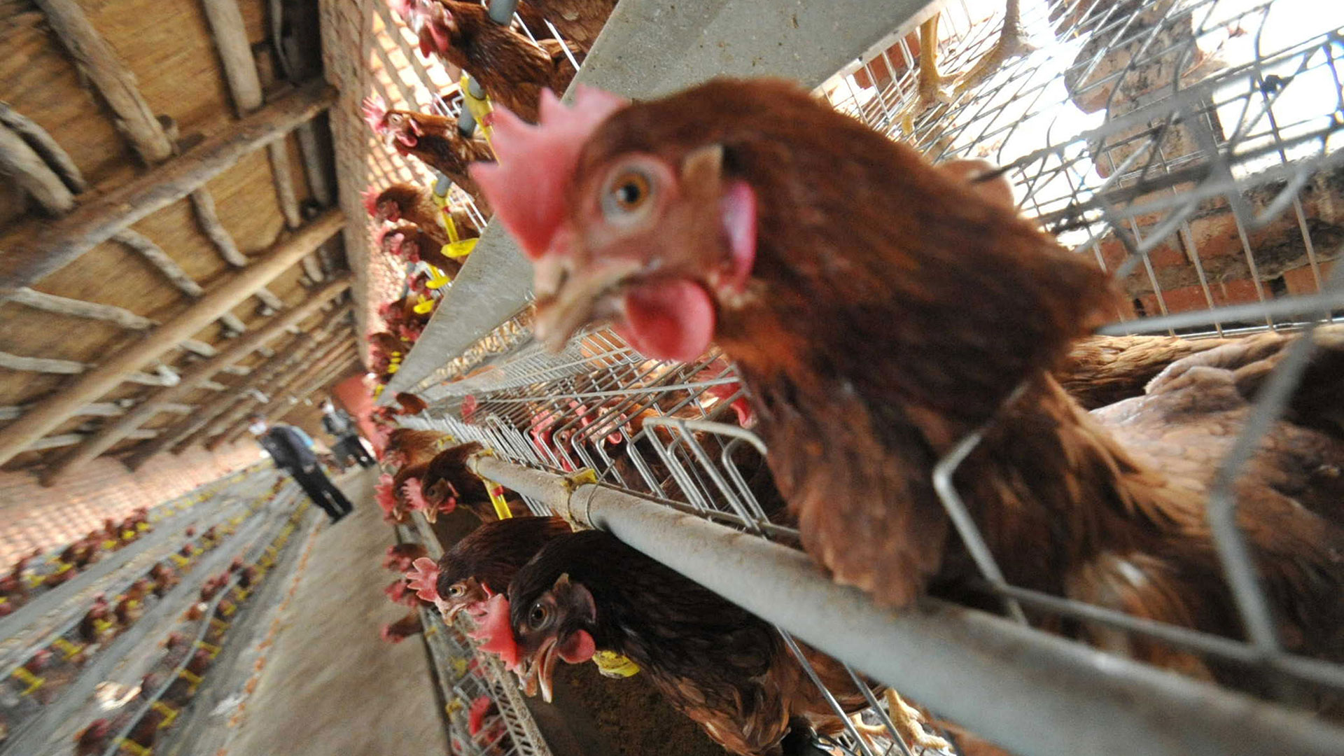 Brasil decretará estado de emergencia  zoosanitaria tras detectar gripe aviar