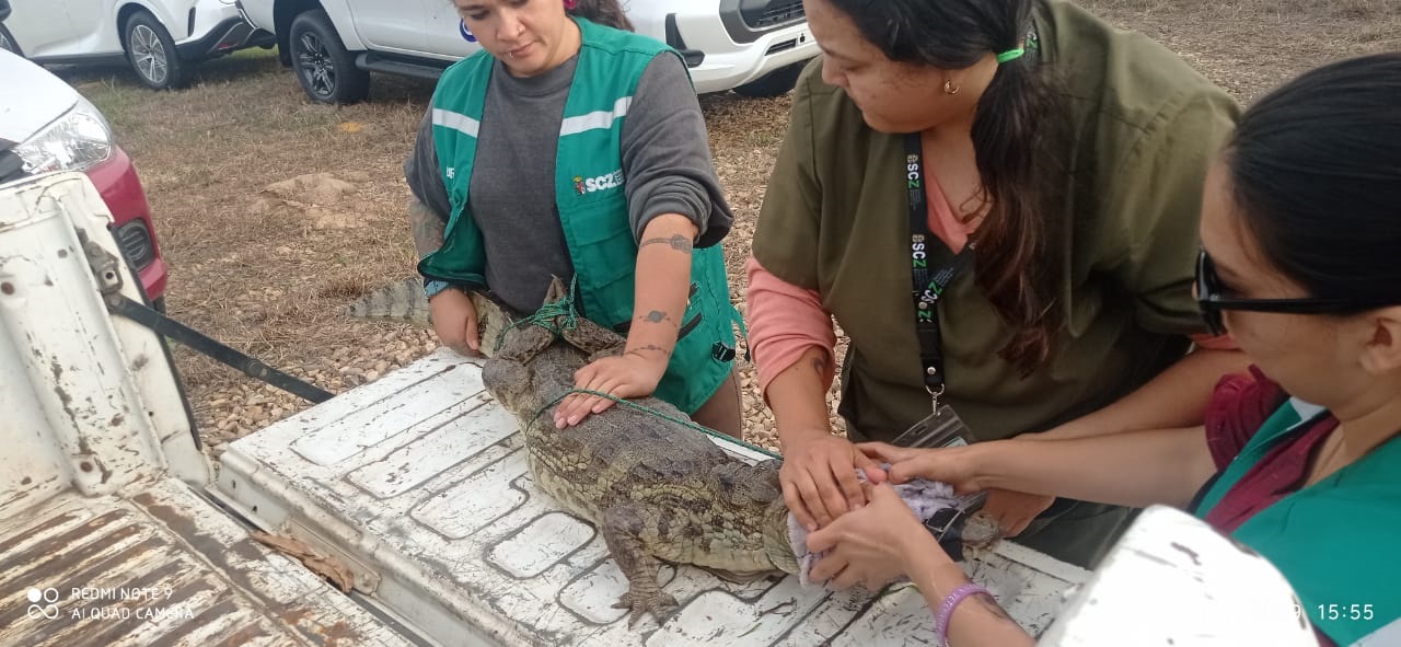 Liberan 5 lagartos tras ser rescatados de  distintos puntos de la ciudad de Santa Cruz