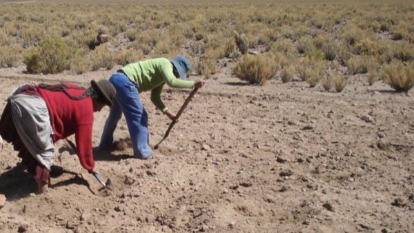 Alertan sobre la pérdida de un 70%  de la siembra de quinua por la sequía