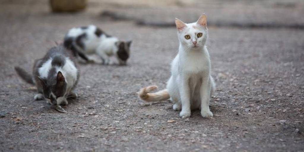 Al menos 12 gatos fueron  hallados muertos en Sacaba