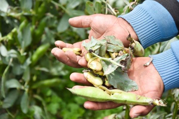 Evalúan daños provocados por fenómenos climáticos