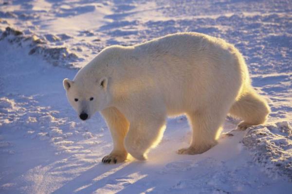 Último bastión de hielo ártico  es más vulnerable de lo pensado