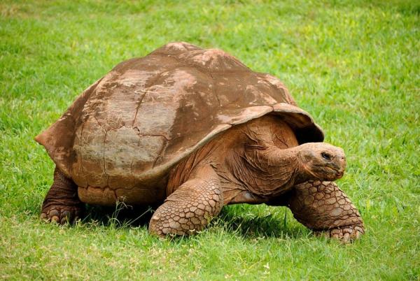 Científicos revelan secreto de Islas Galápagos para mantener hábitats