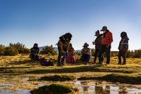 Promueven manejo, conservación y recuperación de bofedales de Charaña