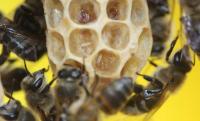 Menos abejas silvestres en registros públicos