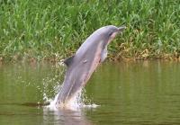 Delfín gris en "peligro de extinción"  en las aguas del río Amazonas