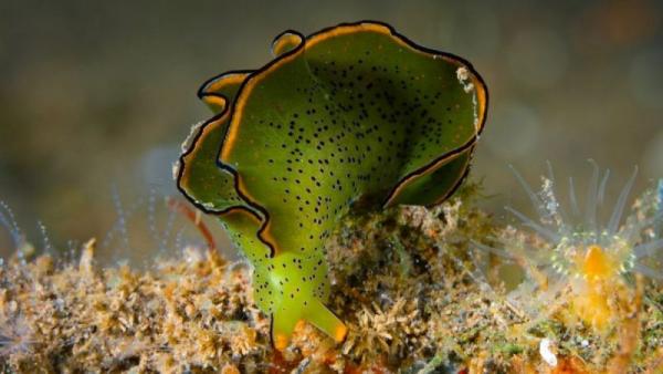 Animales pueden llevar a cabo la fotosíntesis como las plantas