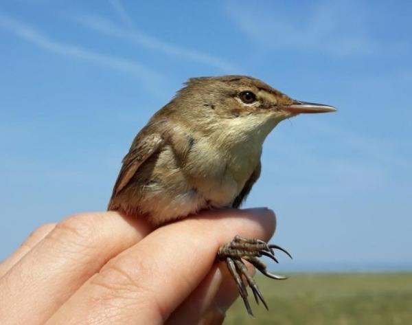 Aves migratorias recuperan el norte