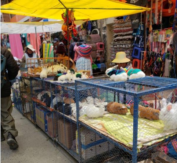 Intendencia Municipal rescata  23 animales entre perros y gatos