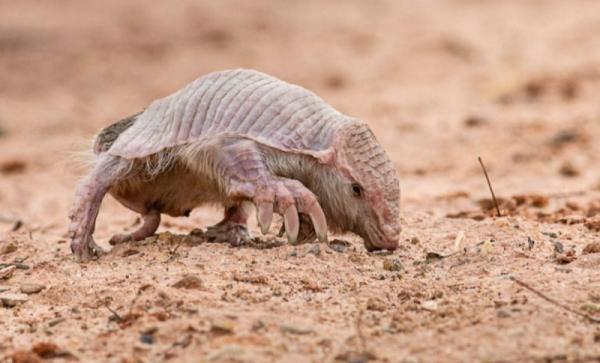 Inofensivo armadillo es eliminado por indígenas