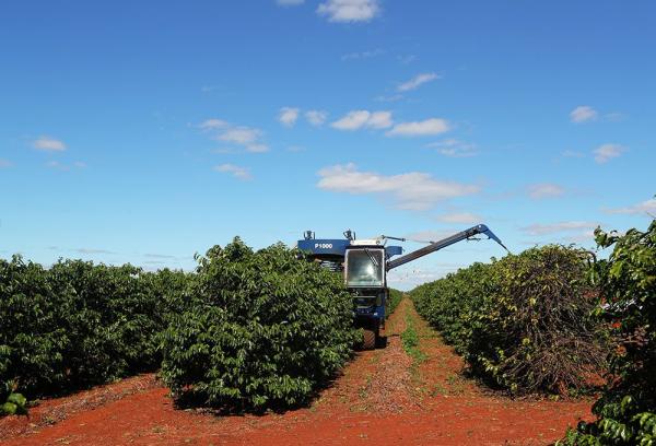 Déficit de café se acentuará por  menor producción de Brasil