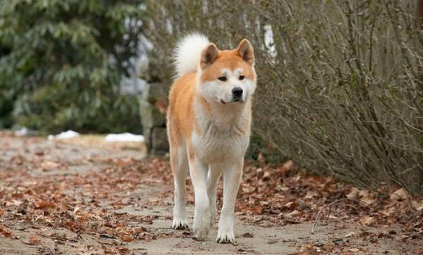 Perro doméstico más antiguo  tiene 16.700 años de antigüedad