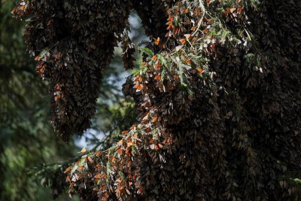 Mariposas Monarca  disminuye en México