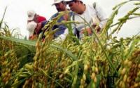 Beni perdió 10 % de producción de arroz