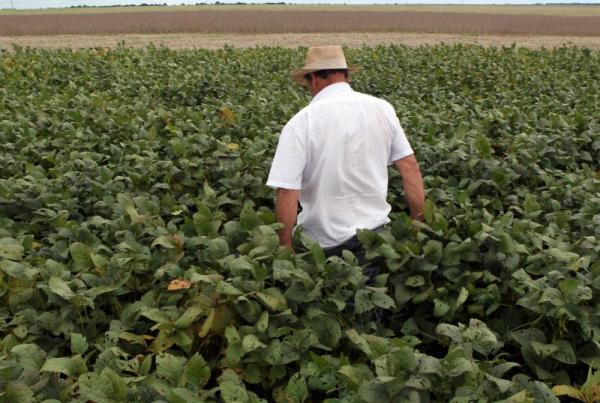 Lluvias siguen retrasando  cosecha de soja en Brasil