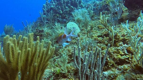 Cambio climático reduce  riqueza de vida marina