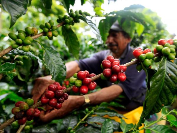 Producción colombiana  de café subió 9% en abril