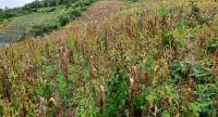 Policía intervienen plantación  de marihuana en Comarapa