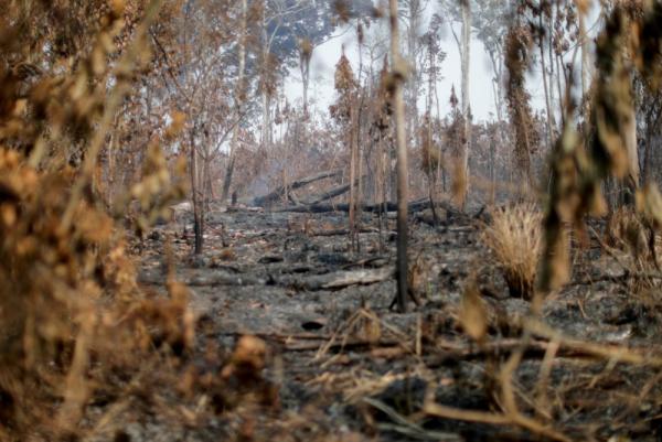 Aumenta deforestación  en Amazonia de Brasil