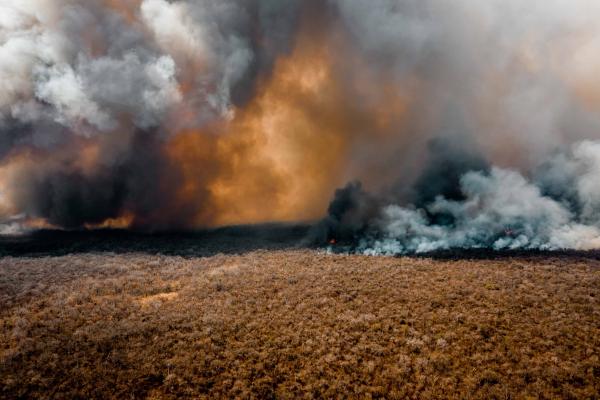 Estudio calcula que más 5,9 millones  de mamíferos murieron en incendios