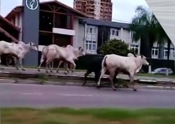 Reses causaron caos y pánico en calles de la capital cruceña