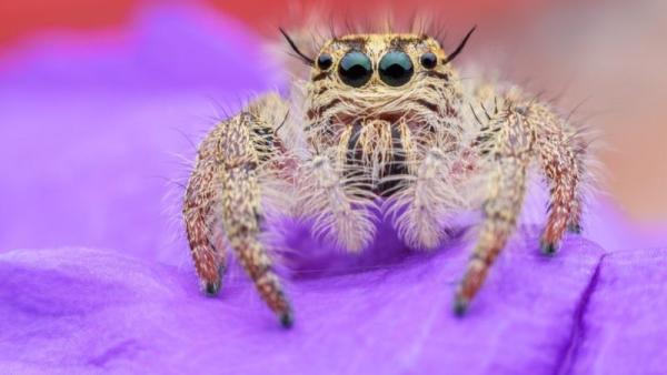 “Seda de araña vegana”  podría reemplazar al plástico