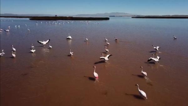 Impulsan nuevo circuito “aviturismo” en Titicaca