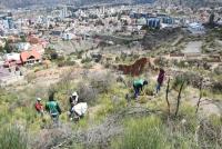 Coordinan limpieza de áreas forestales paceñas