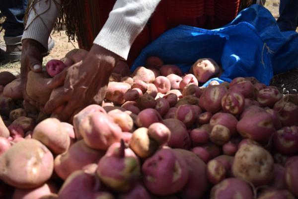 Alza de aranceles para productos agropecuarios fomentará contrabando