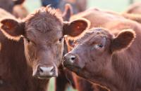 Argentina limita exportación  de carne hasta fin de año