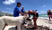 Perros apoyan y consuelan  a familiares de desaparecidos