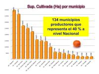 Producción de cítricos con potencial de exportación