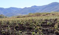 Temperaturas bajo cero provocan pérdidas cuantiosas a productores