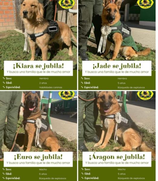 Canes policías se jubilan  y buscan ser adoptados