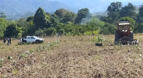 Amplían áreas productivas de cítricos en Bermejo