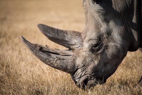 Caza ilegal de rinoceronte  vuelve a subir en Sudáfrica