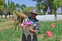 Gobierno fortalece producción de hortalizas y frutas en el país