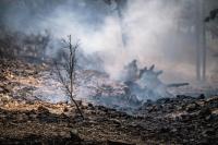 110.000 hectáreas perdidas  por incendios en 2021