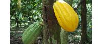 Cacao de Chimoré entre los 50 mejores del mundo