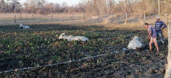 Incendios forestales en frontera con Brasil arrasan estancias ganaderas