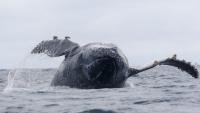 Ballena se tragó a un  hombre y lo escupió vivo