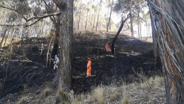 Loteadores y malentretenidos queman áreas verdes