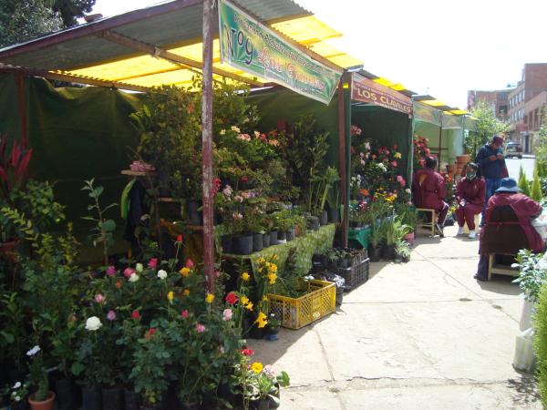 80 productores de plantas  en feria “Eterna Primavera”