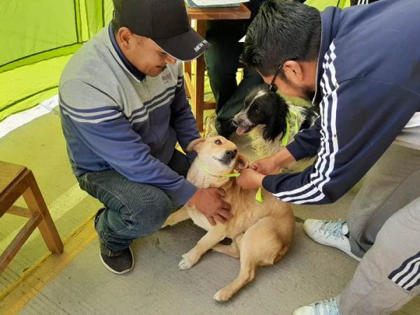 Vacunación para canes y  gatos en fin de semana