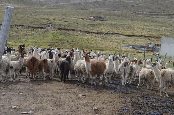 Albergue y esterilización para canes abandonados