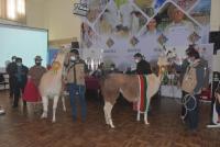 Lanzan XI Expo Feria Nacional  de Camélidos Potosí 2021