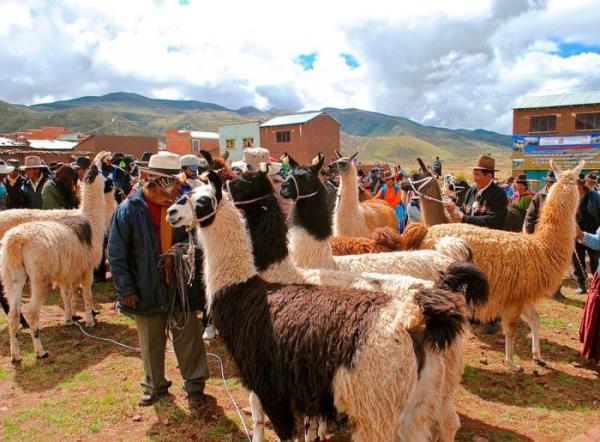 Nuevo ataque de jauría de perros y pérdida de ganado