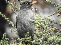 Fotografían 35 especies de aves en La Paz