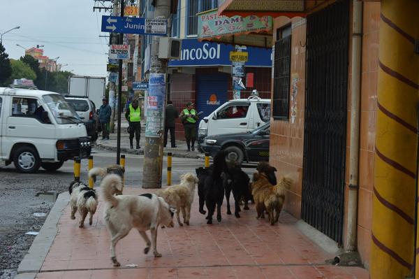 Municipio prepara norma de tenencia de mascotas